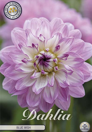 Dahlia Blue Wish x1 l I