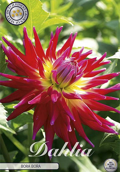 Dahlia Cactus Bora Bora x1 l I