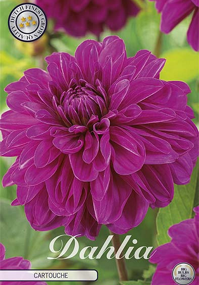 Dahlia Cartouche x1 l I