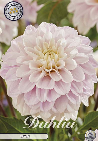 Dahlia Deco. Cayen x1 l I