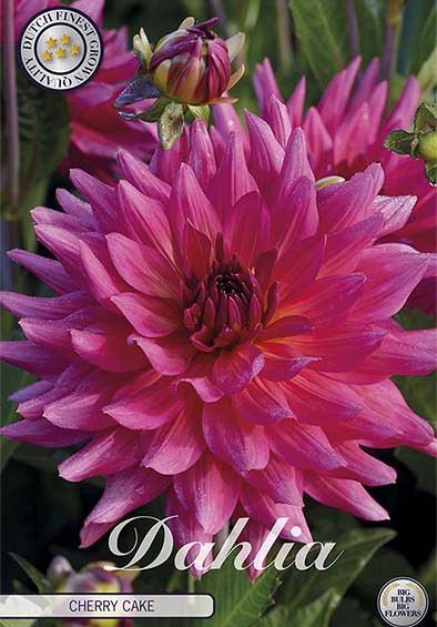 Dahlia Cactus Cherry Cake x1 l I