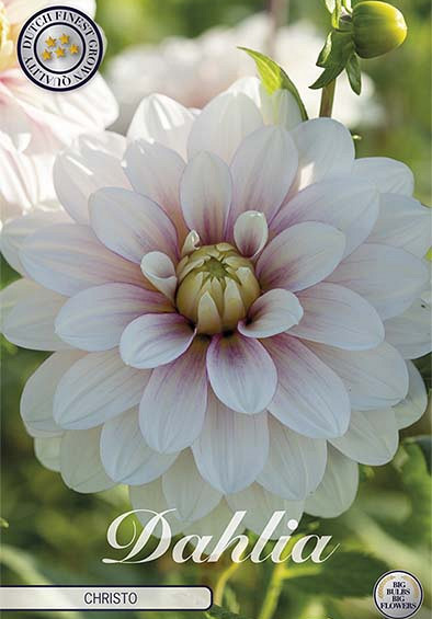 Dahlia Deco. Christo x1 l I