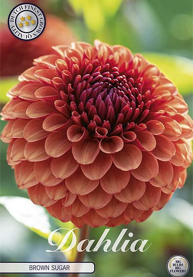 Dahlia Ball Brown Sugar x 1 I I