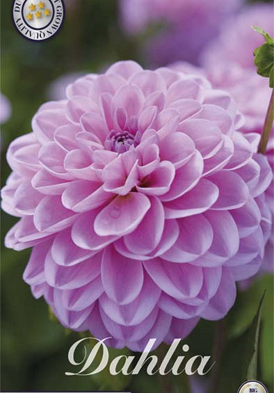 Dahlia Dallas x 1 I I