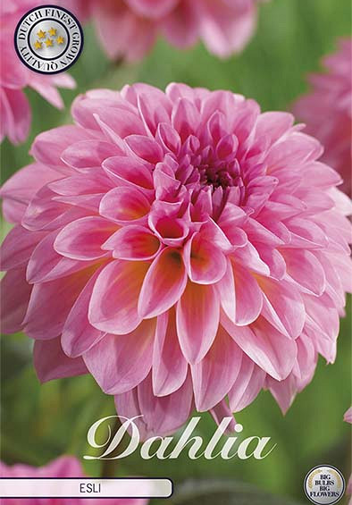 Dahlia Esli x 1 I I