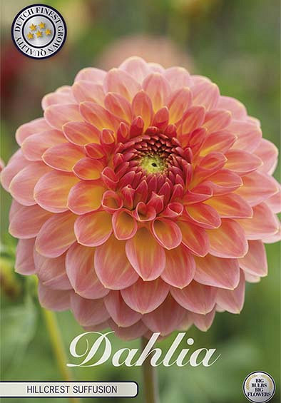 Dahlia Ball Hillcrest Suffusion x 1 I I