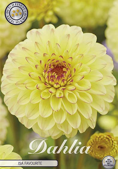 Dahlia Ball Isa Favourite x 1 I I