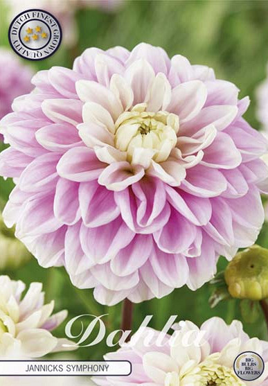 Dahlia Jannicks Symphony x 1 I I