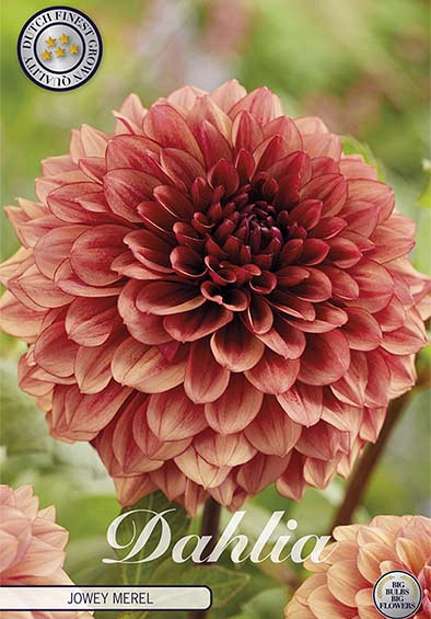 Dahlia Jowey Merel	x 1 I I