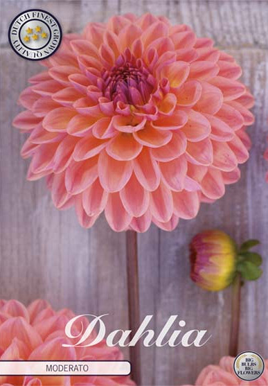 Dahlia Ball Moderato x 1 I I