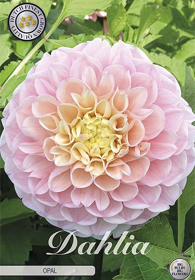 Dahlia Ball Opal x 1 I I