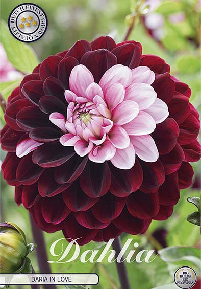 Dahlia Daria in Love x1 l I