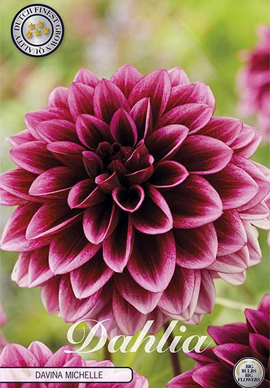 Dahlia Deco. Davina Michelle x1 l I