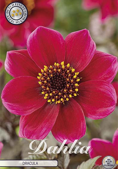 Dahlia Anemone Dracula x1 l I