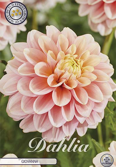 Dahlia Deco. Giovanna x1 l I