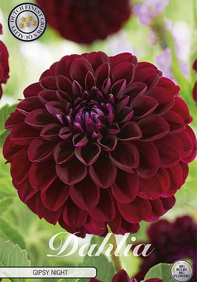 Dahlia Gipsy Night x1 l I