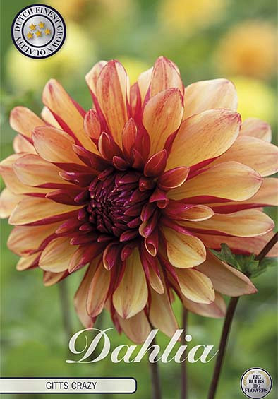 Dahlia Deco. Gitts Crazy  x1 l I