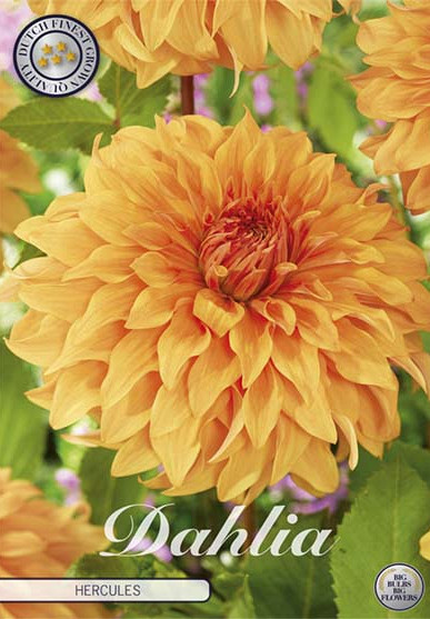 Dahlia Hercules x1 l I