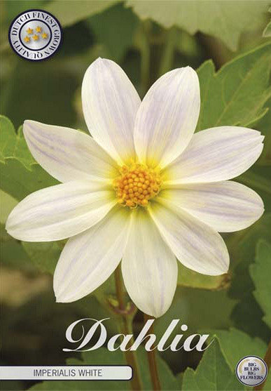 Dahlia Special Imperialis White x1 l I