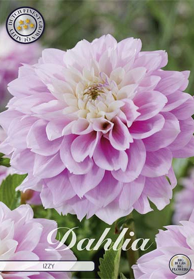 Dahlia Deco. Izzy x1 l I