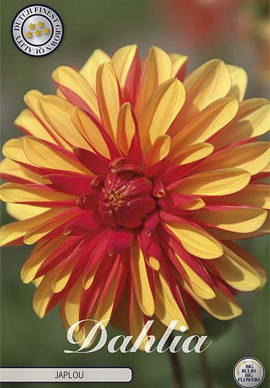 Dahlia Deco. Japlou x1 l I