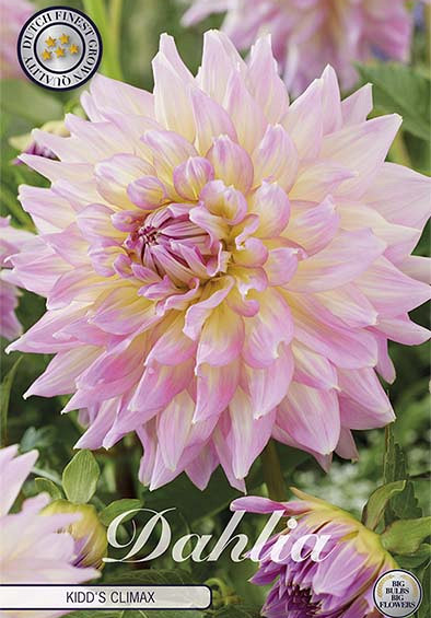 Dahlia Deco. Kidd's Climax x1 l I