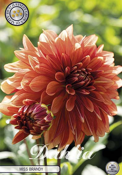 Dahlia Deco. Miss Brandy x1 l I