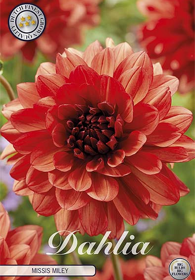 Dahlia Deco. Missis Miley x1 l I