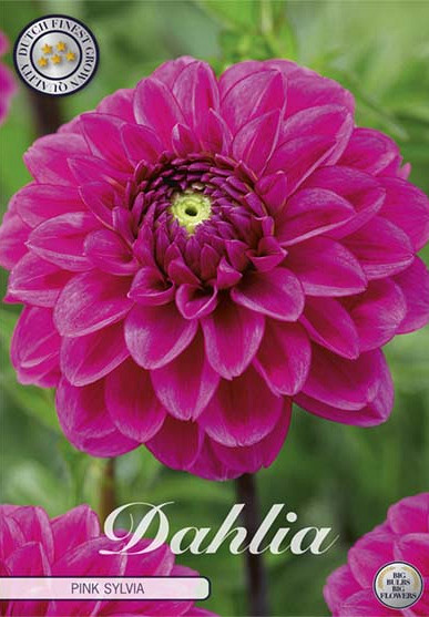 Dahlia Ball Pink Sylvia I