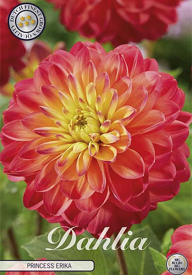 Dahlia Deco. Princess Erika x1 l I