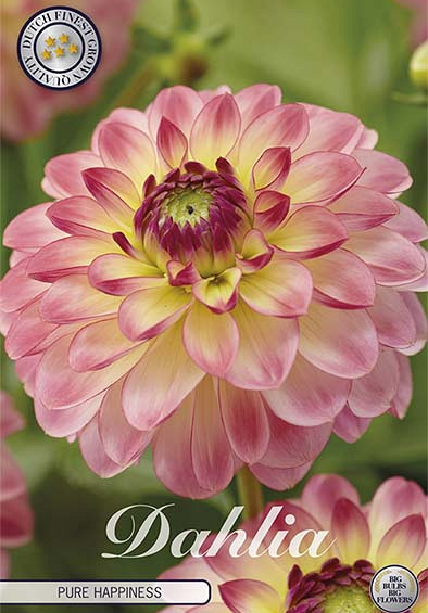 Dahlia Deco. Pure Happiness x1 l I