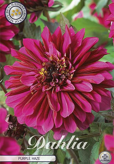 Dahlia Purple Haze x1 l I