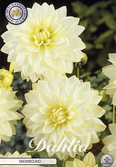 Dahlia Deco. Snowbound x1 l I