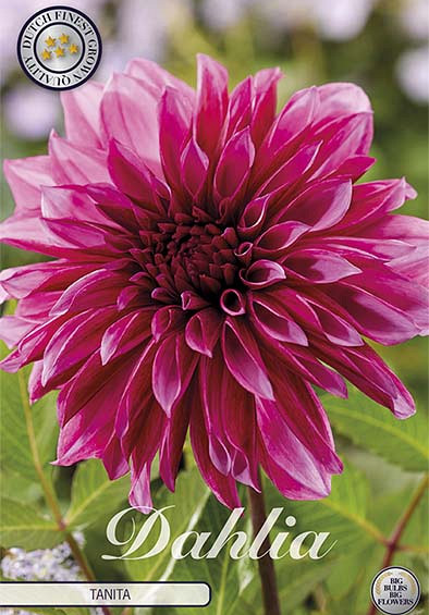 Dahlia Deco. Tanita x1 l I