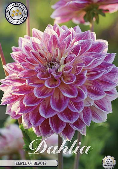 Dahlia Deco. Temple of Beauty x1 l I