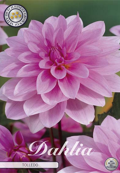 Dahlia Deco. Tolledo x1 l I