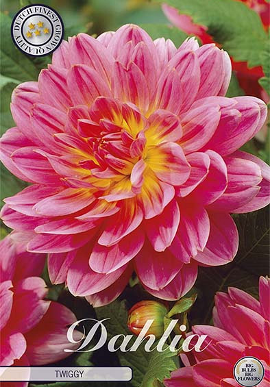 Dahlia Deco. Twiggy x1 l I