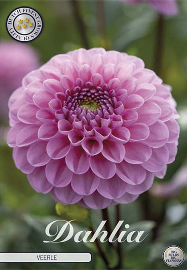 Dahlia Ball Veerle I