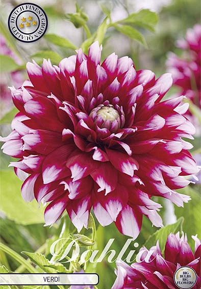 Dahlia Ball Verdi I