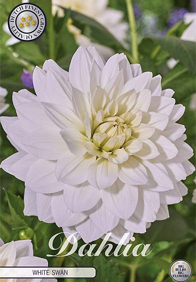 Dahlia Deco. White Swan x1 l I