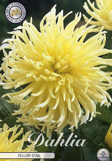 Dahlia Yellow Star x1 l I