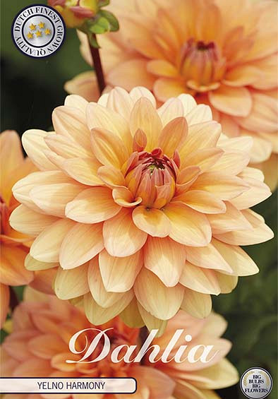 Dahlia Yelno Harmony x1 l I