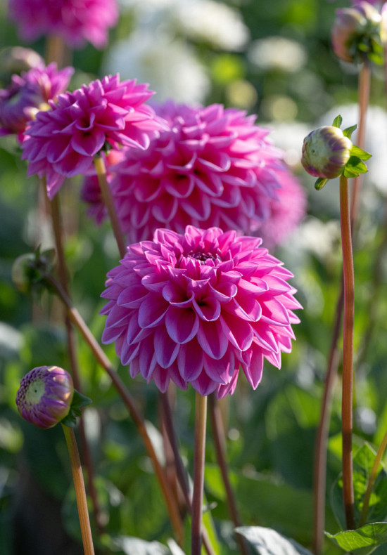 Dahlia Pink Sylvia I