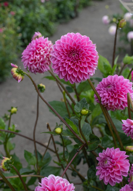 Dahlia Pink Sylvia I