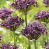 Allium Atropurpureum x5 12/14