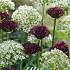 Allium Brother x5 12/14