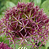 Allium Christophii x5 12/14