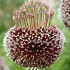 Allium Forelock x1 14/16