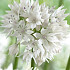 Allium Graceful Beauty x5 6/8