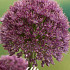 Allium Lucy Ball x 1 22/24